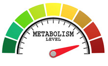 Metabolism Level Measuring Scale With Color Indicator