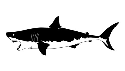 Wall Mural - Vector illustration of a shark