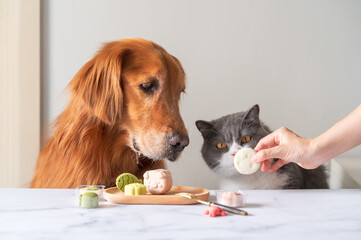 Wall Mural - Hand holding pastry to golden retriever and british shorthair cat