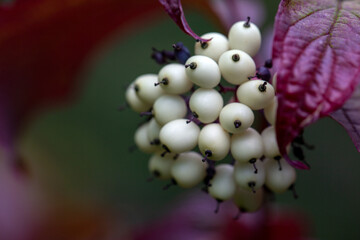 bright purple leaves and white berries of cornus alba shrub in autumn garden. landscaping, gardening