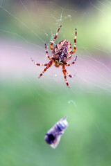 Wall Mural - Spider-cross with its prey - a fly wrapped in a web. Wild animals.