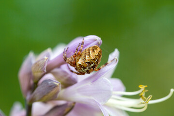 Wall Mural - Spider-cross on hosta flowers. Wild animals.