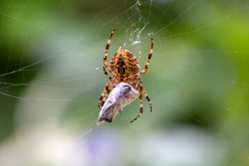 Wall Mural - Spider-cross with its prey - a fly wrapped in a web. Wild animals.
