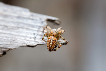 Wall Mural - A spider-cross with a beautiful pattern on the back sits on a piece of wood. Wild animals.