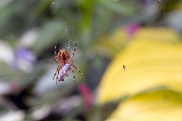 Wall Mural - Spider-cross with its prey - a fly wrapped in a web. Wild animals.