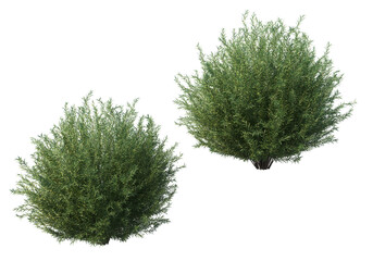 shrubs and bush on a transparent background