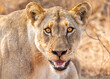 Female lioness staring you in the eyes