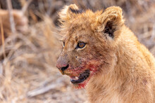 Lion Cub With A Red Blood Smile After Eating