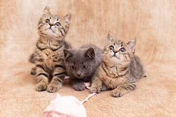 Three cute kittens, one gray and two striped, sit next to each other on a light background. Kittens are carefully watching with curious eyes for a toy behind the scenes, a tangle in the foreground