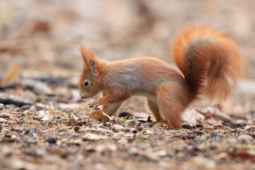 Wall Mural - A cute european red  squirrel digs in the ground and hides a nut.  Sciurus vulgaris. Wildlife scene from european nature. 