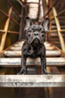 black frenchie standing on industrial stairs