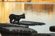 black frenchie standing on a rock at a lake at golden sunrise