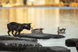 black french bulldog standing on a rock looking on a lake with ducks