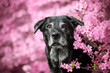 schwarzer Labrador mit blühenden pinken Blumen im Park
