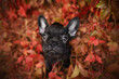 little black french puppy sitting in red leaves and looking up