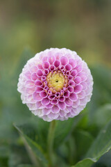 Wall Mural - pompon dahlia blossom in light and dark purple color shades.