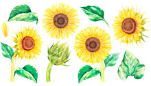 Sunflower. Set Of Individual Flowers.Watercolor Vintage Illustration. Isolated On A White Background