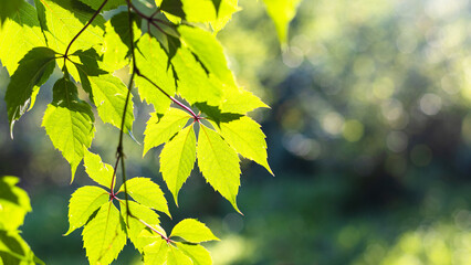 Wall Mural - sunlit green leaves and blurred green background on sunny summer evening (focus on the leaves on for