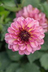 Wall Mural - flamed dahlia blossom in pink color shades.