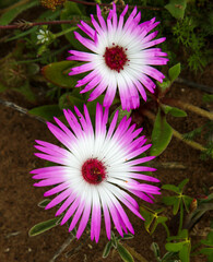 Wall Mural - Pink and white daisy Portulaca wild flower