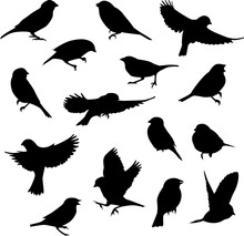 Vector Black Bird Silhouettes On Isolated White Background. Icon Set.