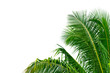 Coconut or palm leaf isolated on white background and clipping path