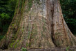 Mammutbaum bis 100 m, Redwood