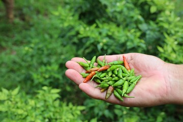 Poster - hand hold chili at farm chili in the morning.chili peppers in a vegetable garden