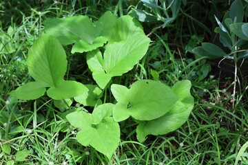 Poster - green leaves background