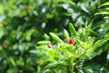 Wall Mural - Chilli pepper garden concept, organic chillies vegetable planting in farm countryside