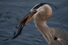 Closeup Shot Of A Pelican Carrying A Fish In The Beak