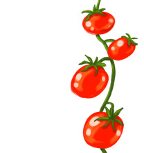 Red Juicy Fresh Tomatoes Vine Hand Painting Illustration