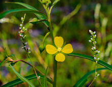 Mexican Primrose Willow - Ludwigia Octovalvis - Bright Yellow Flower, Bloom Or Blossom With Four Petals