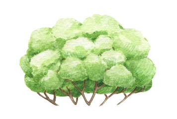 Green lush bush. Hand drawn park, garden, forest element. Watercolor illustration. Bush with green leaves. White background