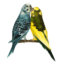 Kissing Budgerigars. The Parrot Is Yellow-green And White-blue. Watercolor Illustration Of Birds