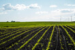 Cornfield, young sprouts growing in rows. Rows of young small corn plants on farm field. Corn field. Grow and plant corn.