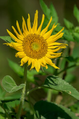 Wall Mural - a small sunflower turns it head towards the sun, thus getting their name. yellow petals and yellow h