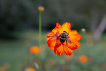 Closeup Of Bee On Orange Cosmos