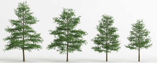 Wall Mural - 3d illustration of set quercus palustris tree isolated on white background