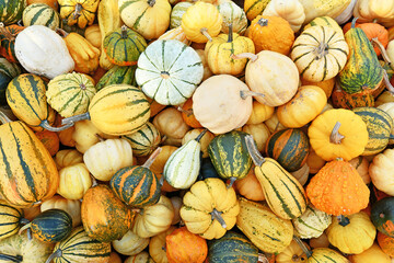 Wall Mural - Top view of many different ornamental gourds and pumpkins