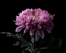 Pink Chrysanthemum Flower Portrait - Part 1, Flower In Full Bloom