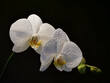 Orchidee, (Phalaenopsis) mit Wassertropfen