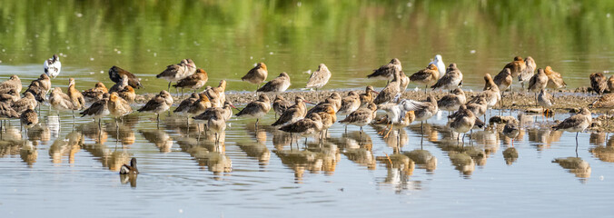 flock  of shore wading birds resting on the shore of a lake