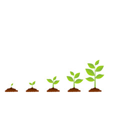 the tree that grows from seed is a big tree with green color and the seedlings grow into a big tree.