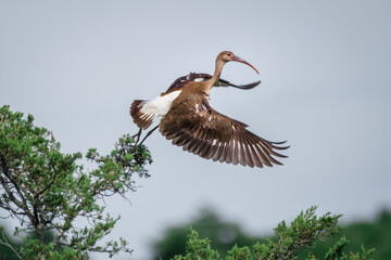 Wall Mural - a juvenile of american white ibis, eudocimus albus, is taking off from the top of a pine forest by t