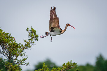 Wall Mural - a juvenile of american white ibis, eudocimus albus, is flying away from the top of a pine forest by 