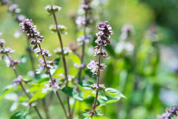 Canvas Print - Basil green plants with flowers growing	