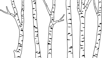 Wall Mural - Birch tree black and white png illustration