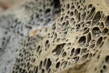 Closeup Of Rock Formation With Hundreds Of Holes With Tiny Pebble