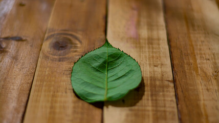 Wall Mural - hoja verde sobre madera